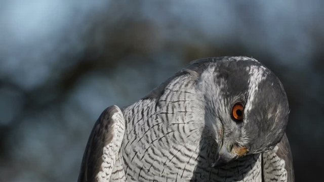 Goshawk, Bird Of Prey, Tilting Head, Close Up, Bokeh Background.