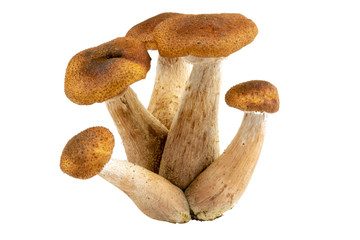 Armillaria - Honey fungus isolated on white. Eatable wild forest mushroom, very delicious.