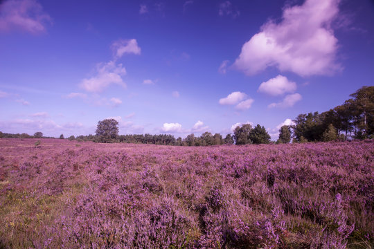 Landscape with flowering heather (Calluna vulgaris) nature reserve Lueneburg Heath, Lower Saxony, Germany, Europe