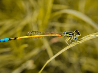 damselfly on leaf