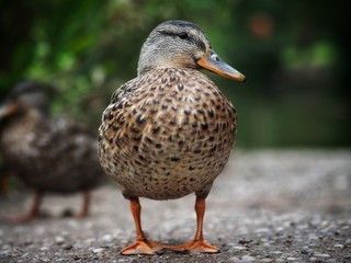 Female Mallard