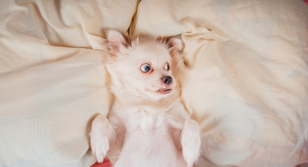 Fototapeta na wymiar Little relaxed dog lying on bed. Little white dog with blue eyes lying on bed at home. Pet friendly accommodation: dog asleep on pillows and duvet on bed