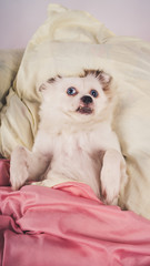Fototapeta na wymiar Little relaxed dog lying on bed. Little white dog with blue eyes lying on bed at home. Pet friendly accommodation: dog asleep on pillows and duvet on bed
