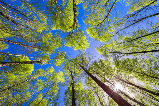 Spring trees with young green foliage in deciduous forest to look in the top on a blue sky with sun glare. Seasonal landscape. The sun's rays make their way through the leaves of trees.
