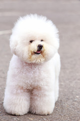 Dog breed Bichon Frize