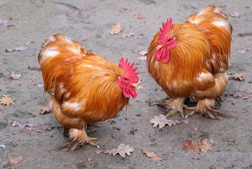 Bright roosters on the farm