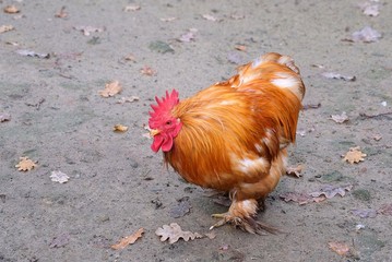 Bright rooster on the farm