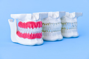 Human jaws with teeth and gums anatomy models