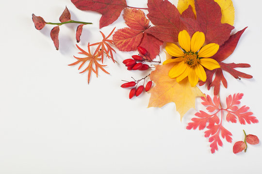 Autumn Leaves And Flowers On White Background