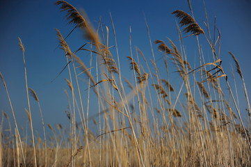 cañas delta del ebro