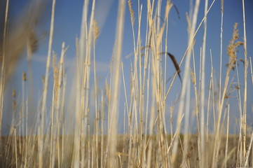 ca&ntilde;as delta del ebro