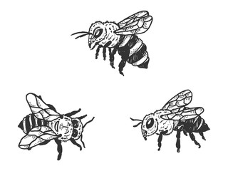 Bee insect animal sketch engraving vector illustration. T-shirt apparel print design. Scratch board style imitation. Black and white hand drawn image.