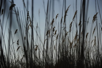 cañas delta del ebro