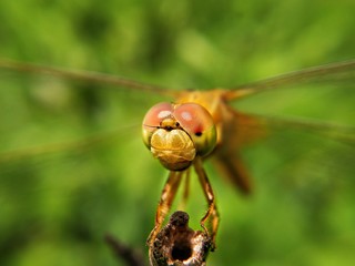 dragonfly on leaf