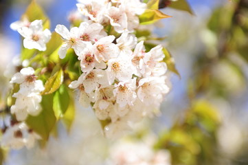 el Cerezo en Primavera