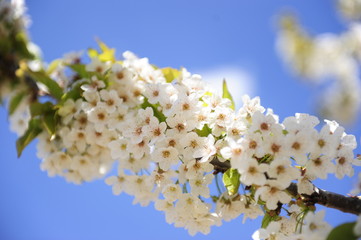el Cerezo en Primavera