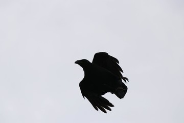 silhouette of bird