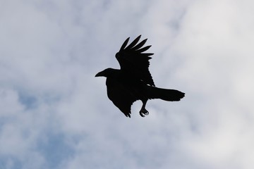 Crow in flight