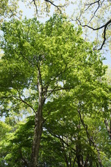 Fototapeta premium 新緑の木々