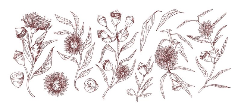 Blooming eucalyptus hand drawn vector illustrations set. Aromatic australian plant twigs with buds and flowers monochrome sketch drawings. Floral engravings with detailed leaves and realistic blossom.