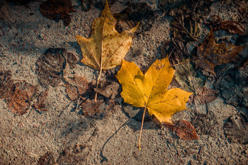 Yellow autumn maple leaves on the ground with droplets and soft sunlight. Outdoor. Autumn season concept. Autumn background.