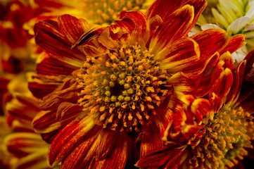 A flower of red-orange chrysanthemums with clearly visible petals, pistils and stamens. Close-up shot in autumn.