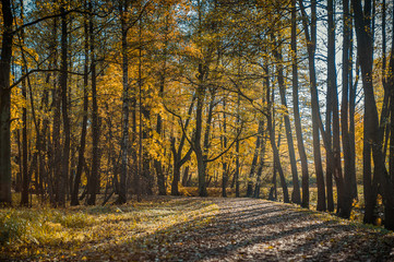 Path in the autumn park. Autumn landscape. Autumn trees and leaves. Fall. Riga. Latvia.