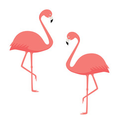 Two pink coral flamingos on a white background. Vector image of exotic birds.
