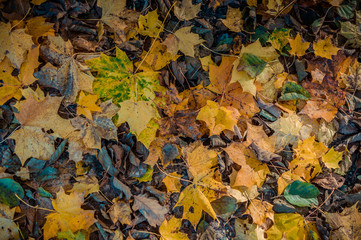 Yellow and orange autumn leaves background. Outdoor. Colorful backround image of fallen autumn leaves.