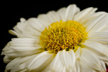Close-up shot of a white daisy flower on a dark background