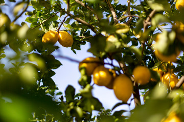 Lemon trees against a blue sky on a sunny day.