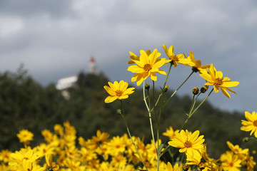 yellow flowers on background of blue sky