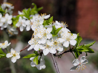 Spring cherry blossom in the garden.
