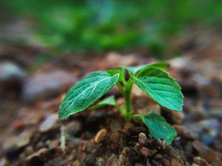 leaves of a tree