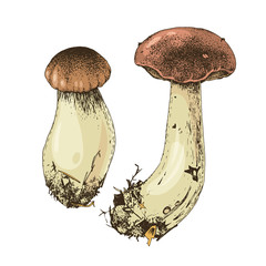 Hand drawn boletus mushrooms © Marina Gorskaya