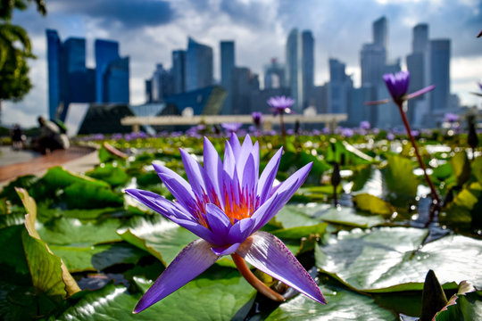 Close-up of vibrant violet flowers and green water lilies in pond, with skyscrapers of downtown Singapore in background - Singapore  - Powered by Adobe