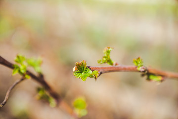 Raspberry branch with new green leaves. Selective focus. Shallow depth of field.