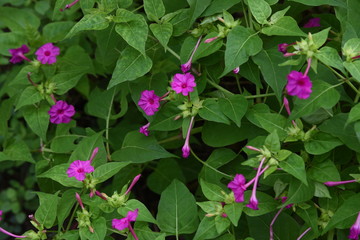 Marvel of Peru flowers bloom around 4 p.m., so they're called Four o'clock flowers, and the roots and seeds have a poison called trigonelline.