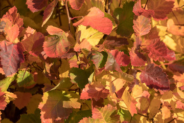 autumn colored leaves in the sun