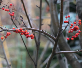 red berry on a tree