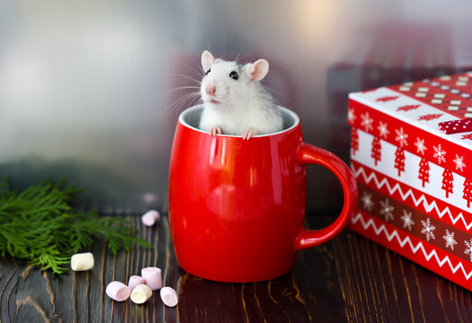 a little rat sits in a red mug. Symbol of the year .