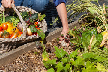 Au potager - récolte de légumes - betterave