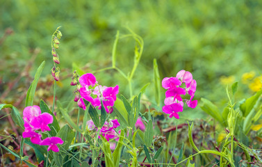 Pink flowering perennial peavine from close