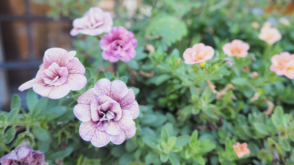 Rose flower in hokkaido japan.