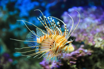 Naklejka na ściany i meble Poisson exotique et corail dans l'océan. Joli poisson vivant dans les récifs en eaux chaudes et tempérée.