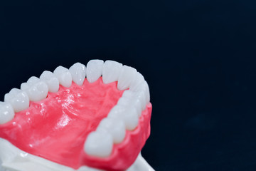 Upper human jaw with teeth and gums anatomy model