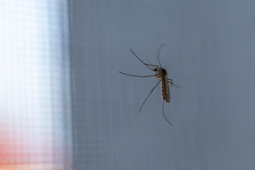 window in the house. On the glass sits a mosquito that drinks blood. close-up.