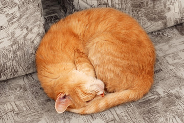top view of sleepng ginger cat curled up into a ball © asadykov