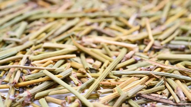 side view herb medicine MaHuangn or Ephedrae Herba or Chinese Ephedrs Herb rotate and pause