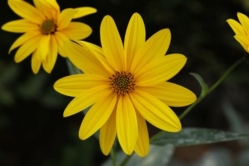 yellow flower